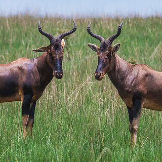 Senkele - Swayne's hartebeests